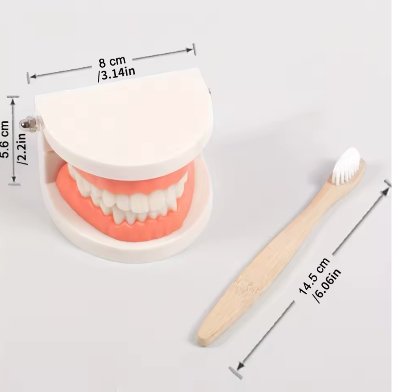 Montessori Dental Playset – Realistic Teeth Model with Toothbrush Toy