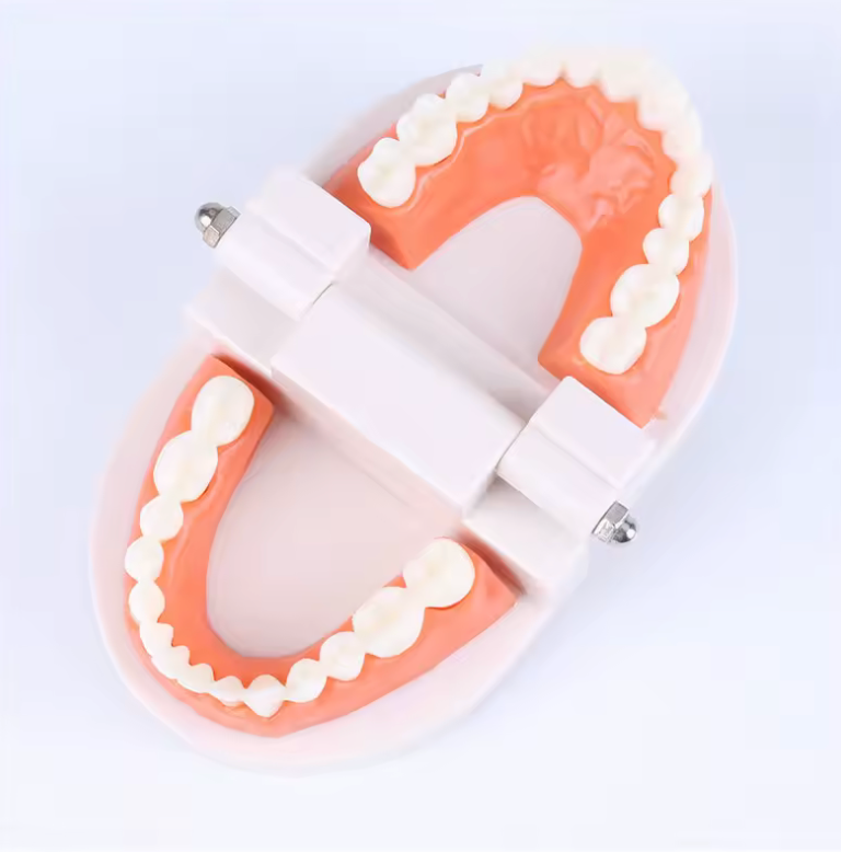 Montessori Dental Playset – Realistic Teeth Model with Toothbrush Toy