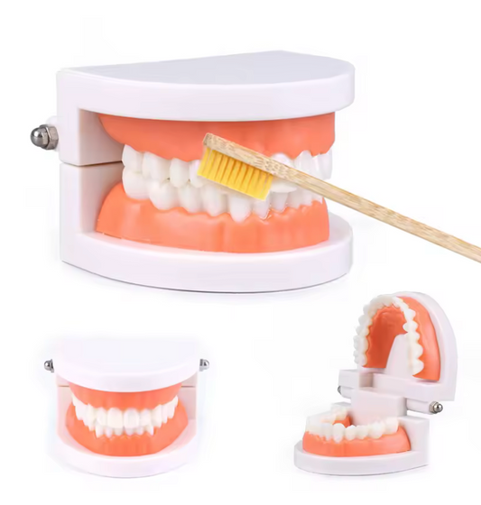 Montessori Dental Playset – Realistic Teeth Model with Toothbrush Toy