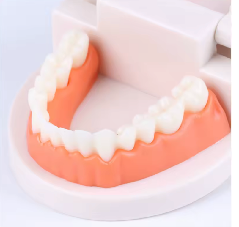 Montessori Dental Playset – Realistic Teeth Model with Toothbrush Toy